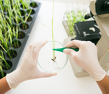 Rice-Germination