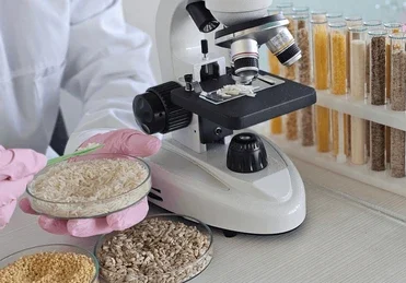 scientist-examines-grains-seeds-millet-260nw-2711927783